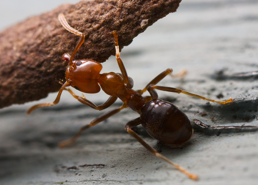 Ant lifting a piece of bark, showing strength