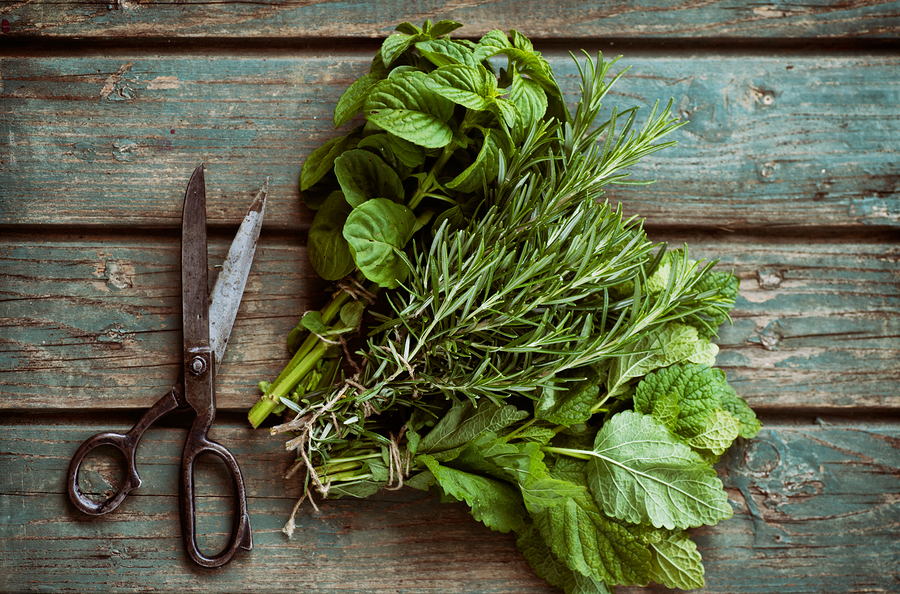 Fresh herbs. Melissa rosemary and mint in rustic setting